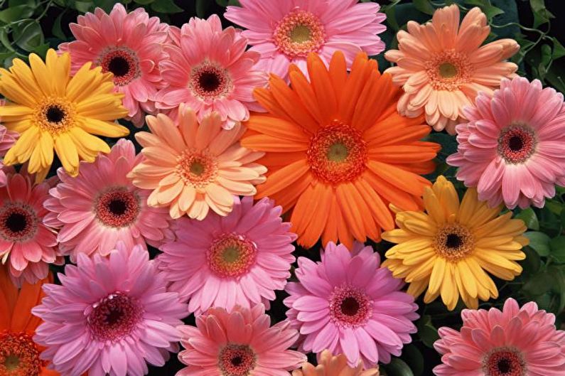 Gerbera - Descrizione