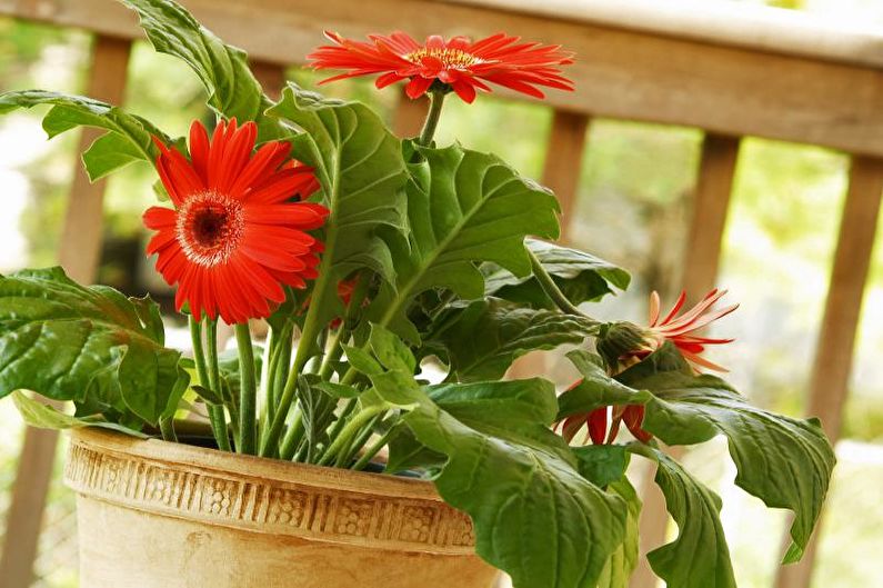 Gerbera - Irrigazione