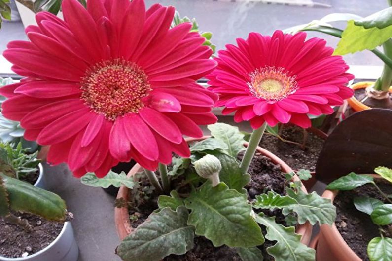 Gerbera - Temperatura