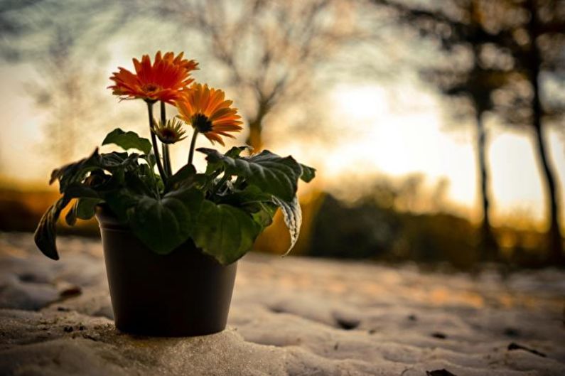 Gerbera - Fertilizante