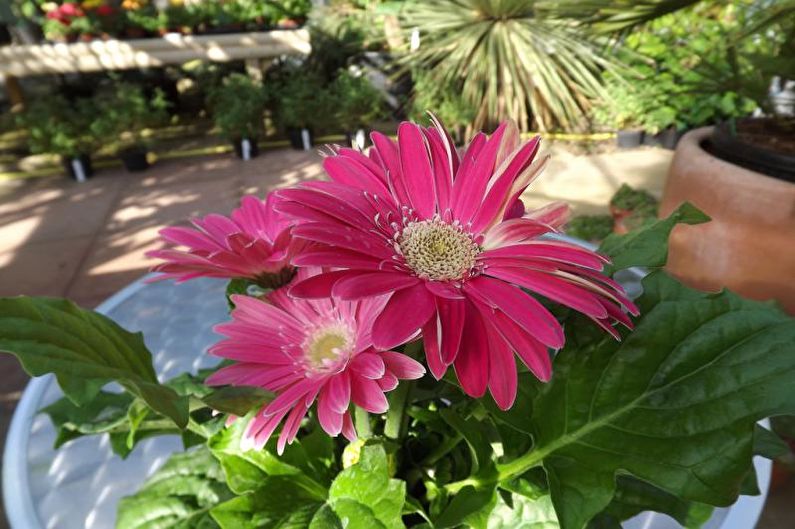 Gerbera - Fertilizante