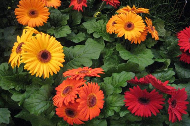 Hoe gerbera op straat te kweken