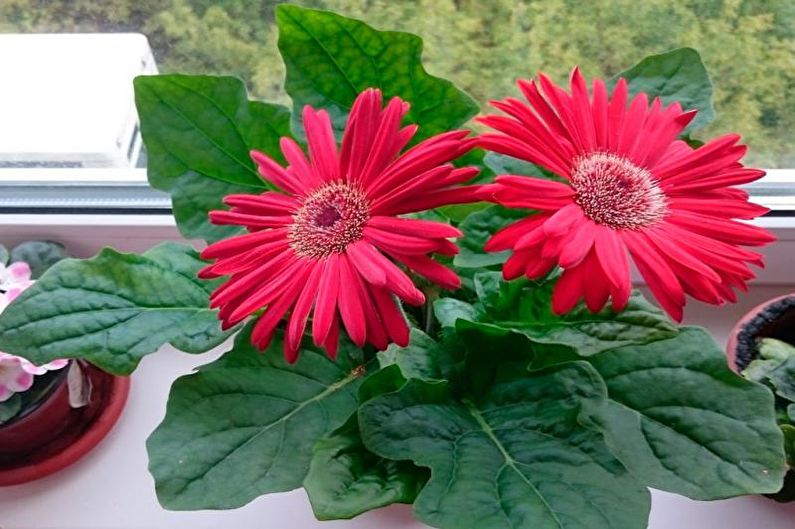 Gerbera - fotoğraf