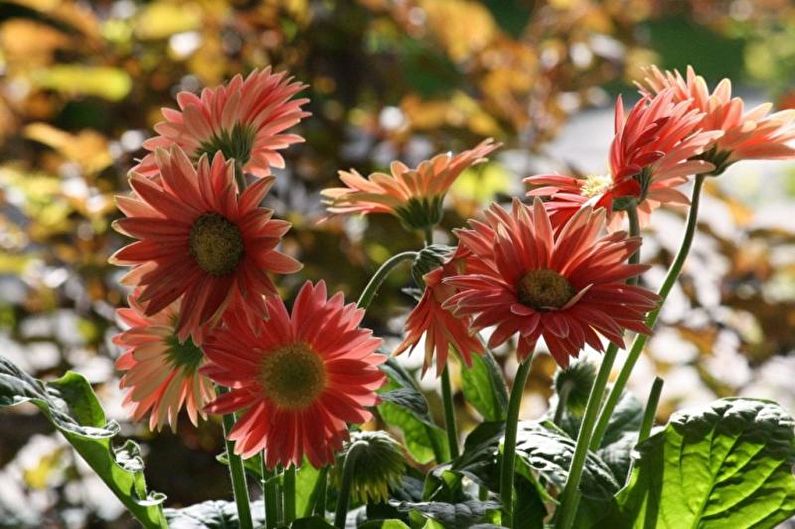 Gerbera - foto