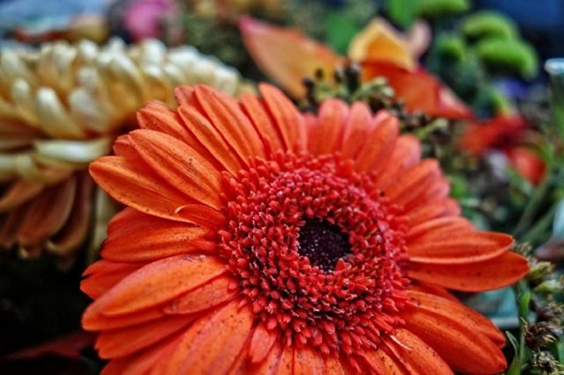 Gerbera - foto