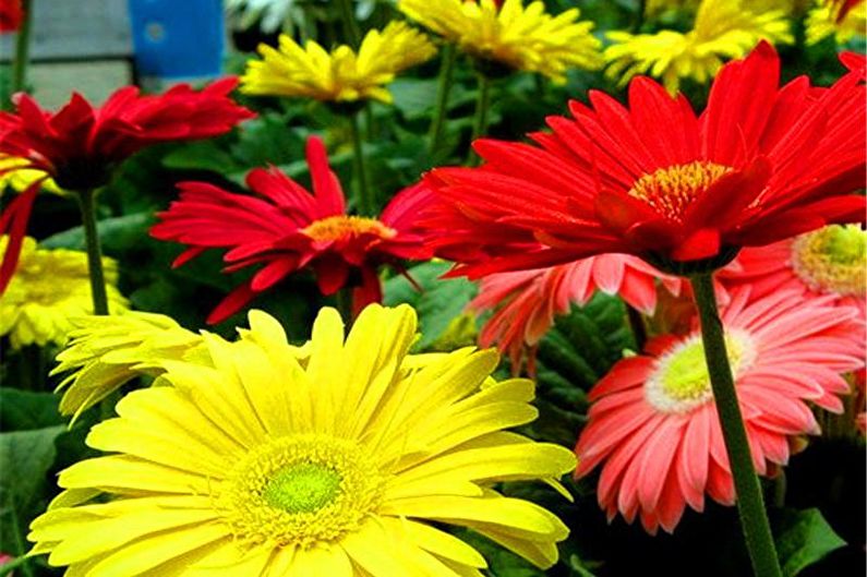 Gerbera - fotografie