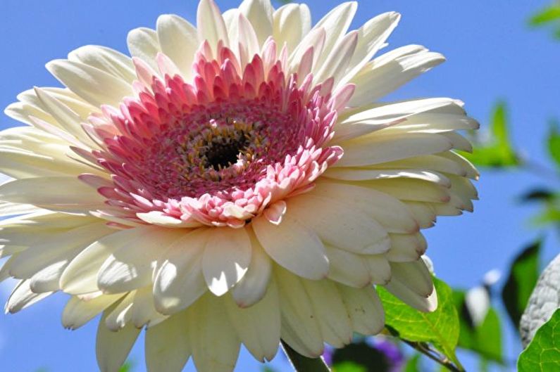 Gerbera - fotografie