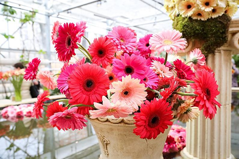 Gerbera - fotografia