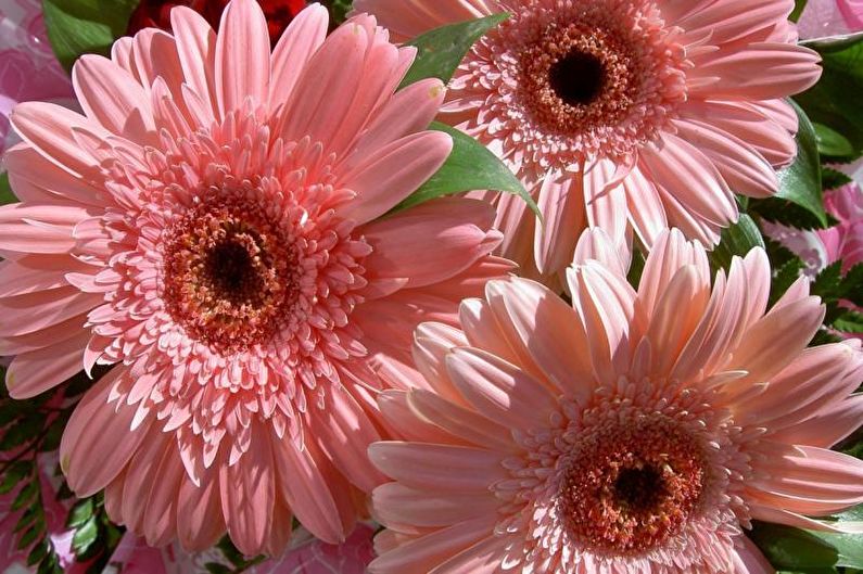 Gerbera - ภาพถ่าย