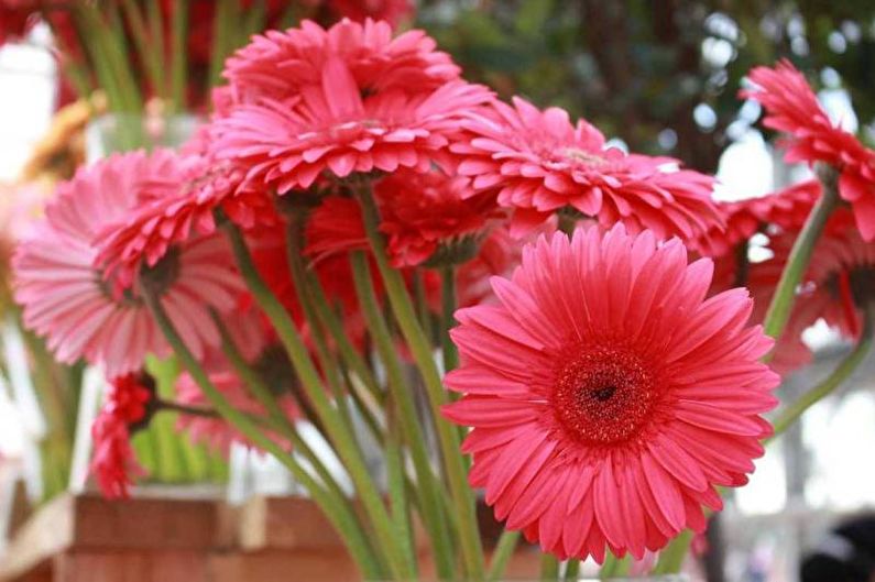 Gerbera - fotoğraf