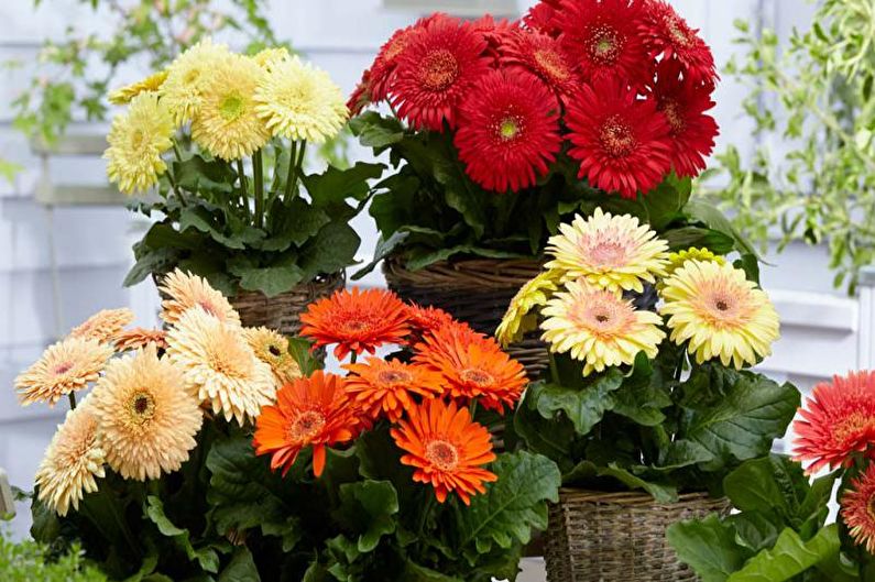 Gerbera - fotografie