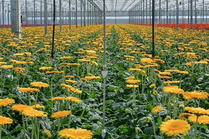 Gerbera - fotografia