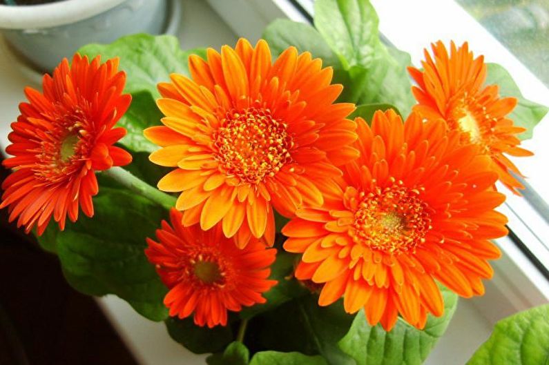 Gerbera - ภาพถ่าย