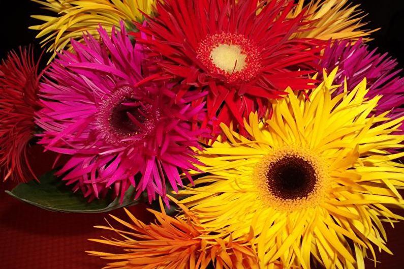 Gerbera - fotografia