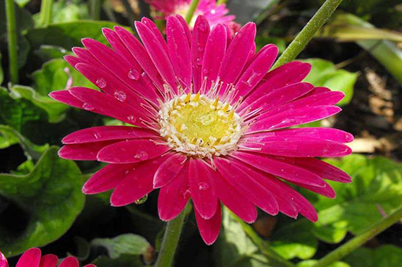 Gerbera - ภาพถ่าย