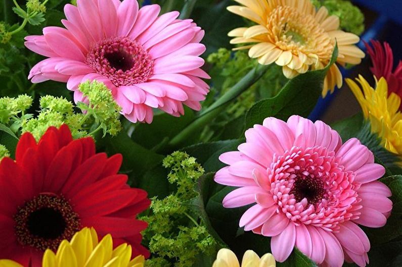 Gerbera - photo