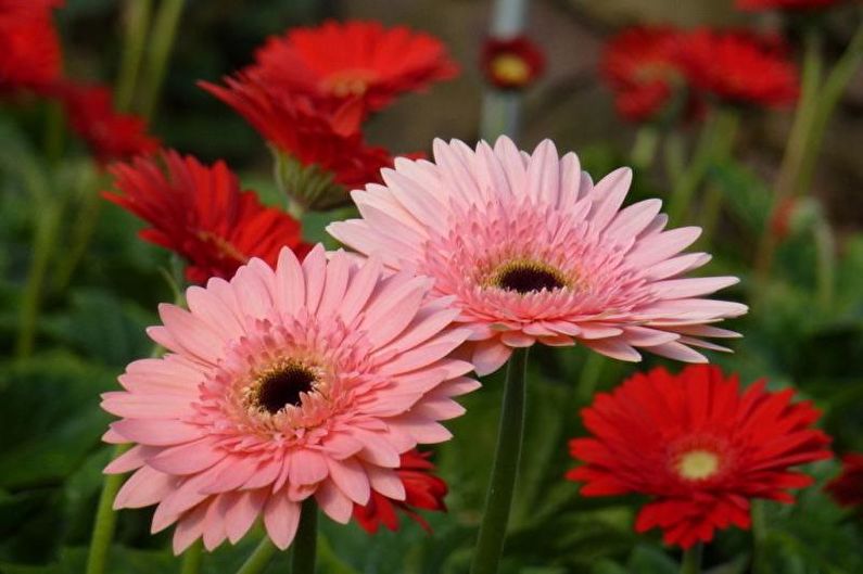 Gerbera - fotografija