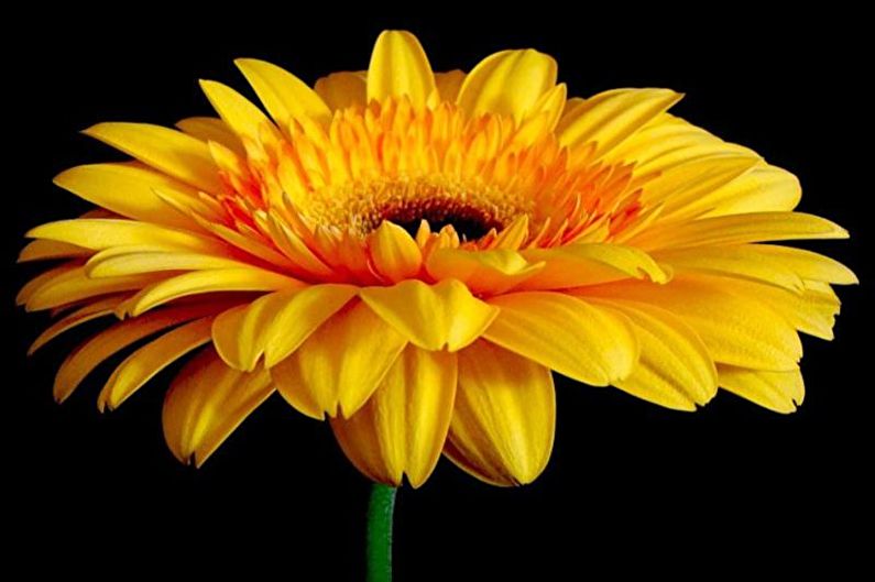 Gerbera - photo