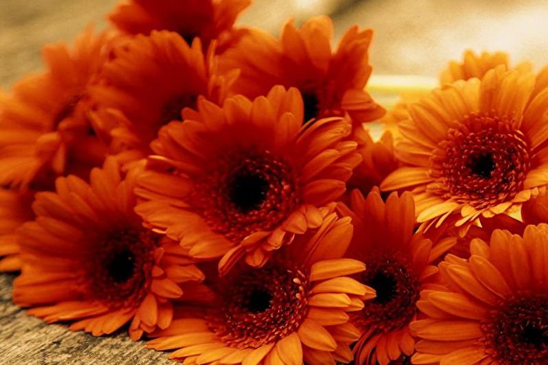 Gerbera - fotoğraf