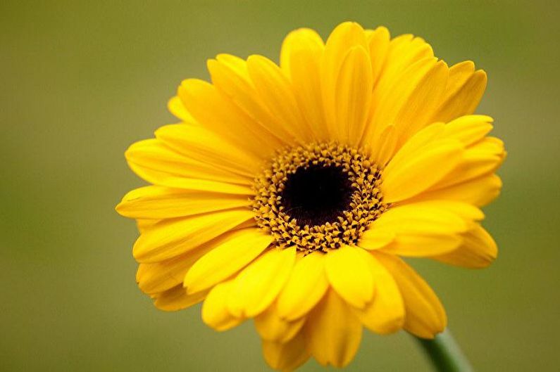 Gerbera - fotografia