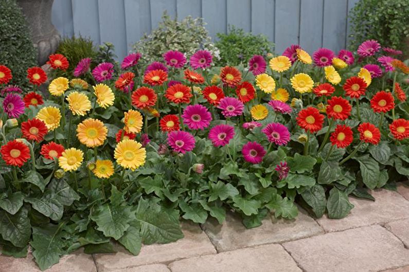 Gerbera - foto