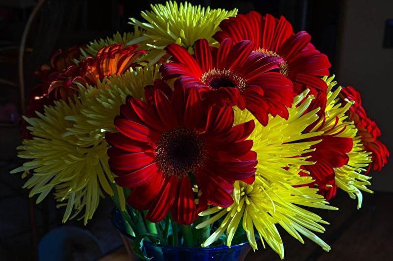 Gerbera - fotografie