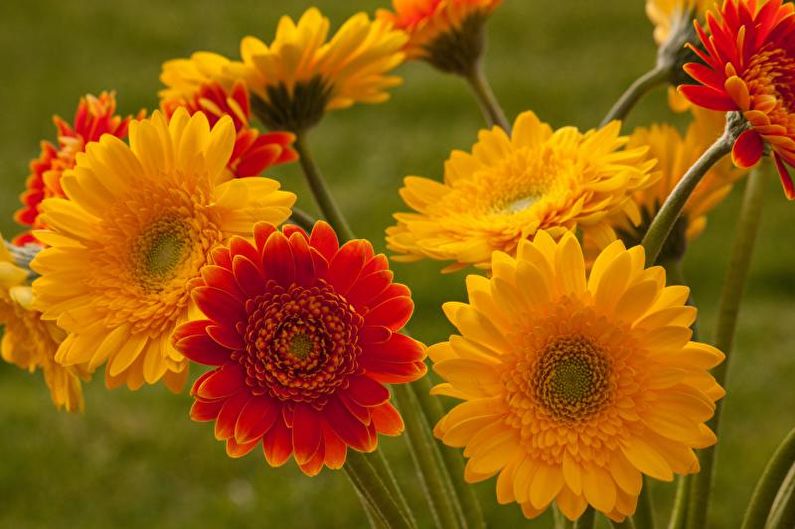 Gerbera - fotografia