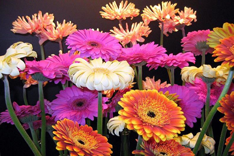 Gerbera - photo