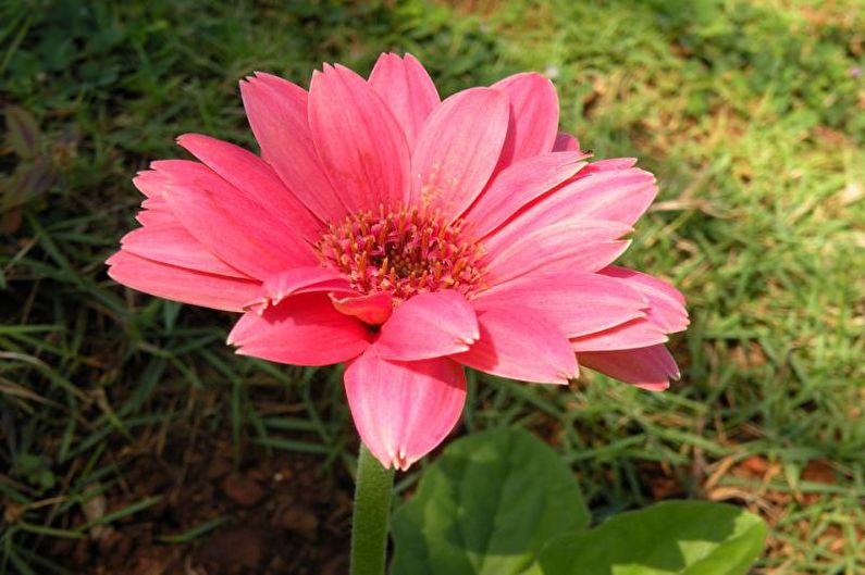 Gerbera - fotoğraf