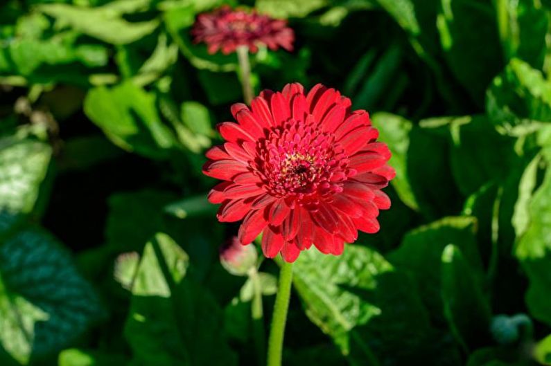 Gerbera - nuotrauka