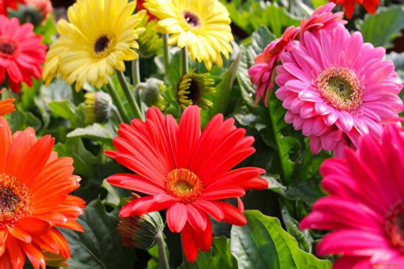 Gerbera - foto