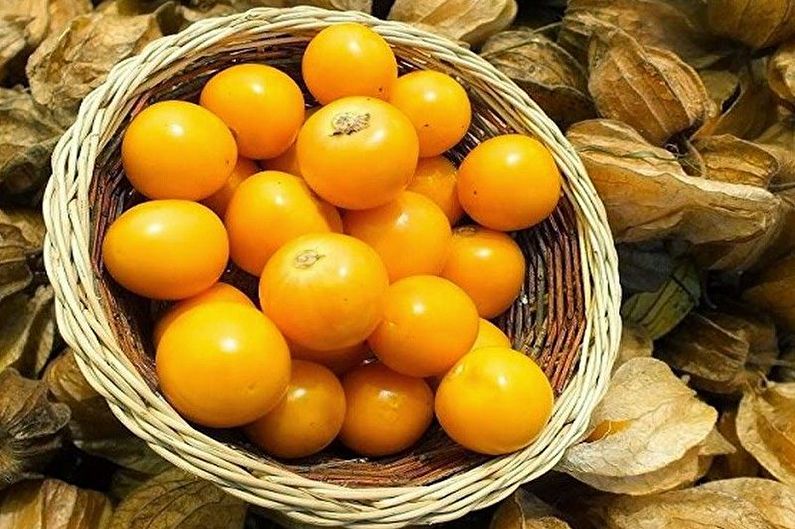 Kasvis Physalis