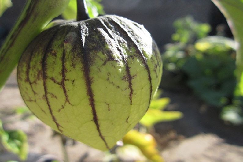 Vegetabilisk Physalis