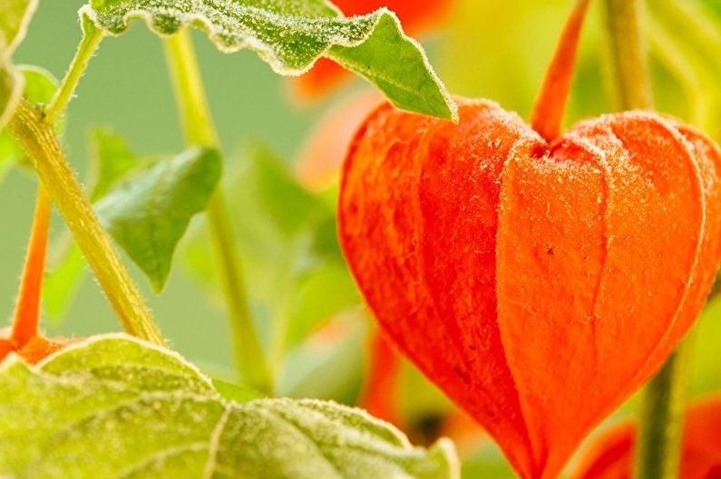 Physalis decorativo