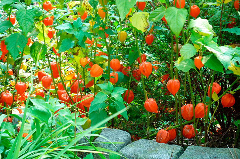 Dekoratif physalis