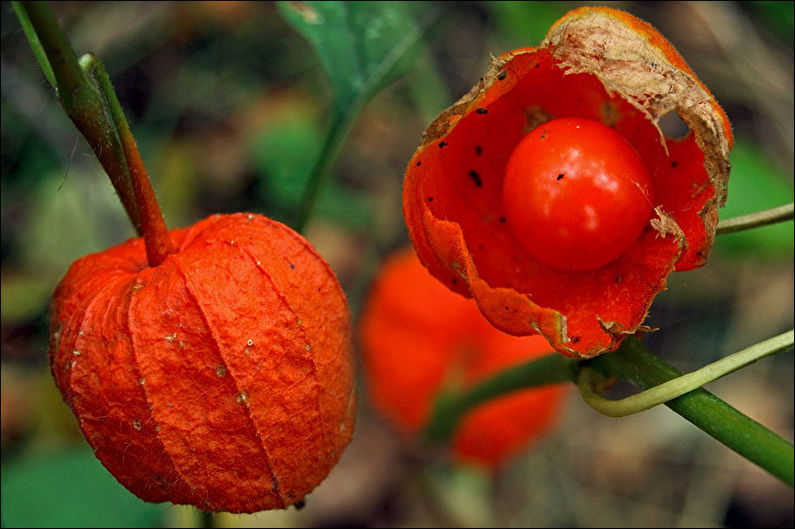 Decoratieve physalis