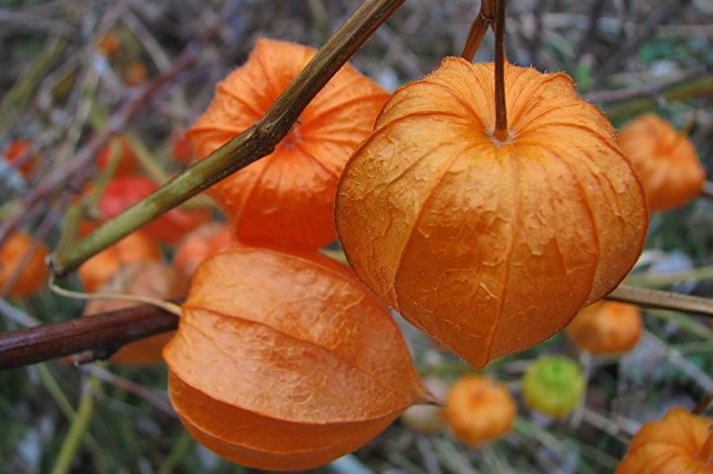 Physalis - temperatur