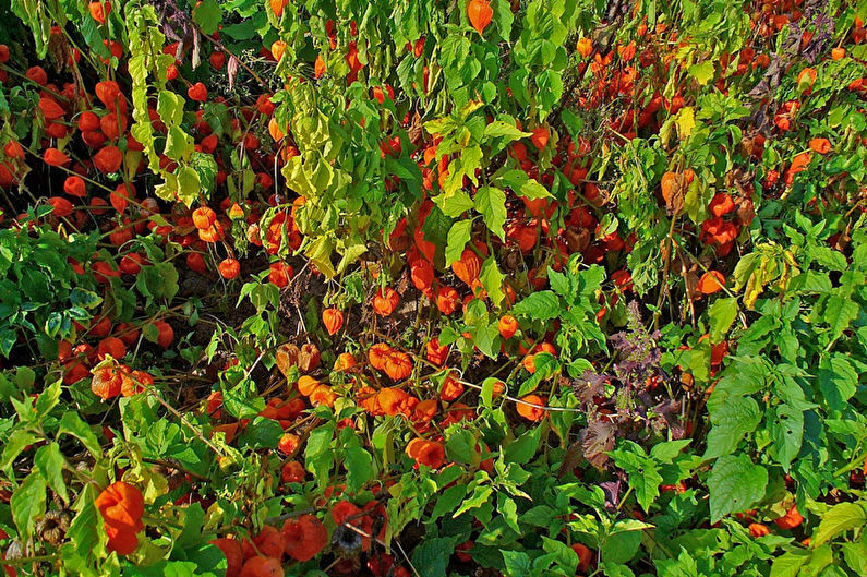 Physalis - Độ ẩm