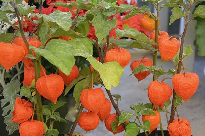 Physalis - Độ ẩm