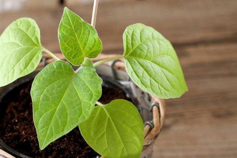 Physalis - Watering