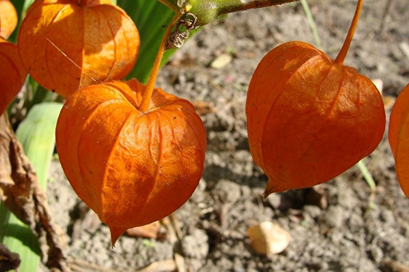 Physalis - Lannoitteet ja pintakoriste