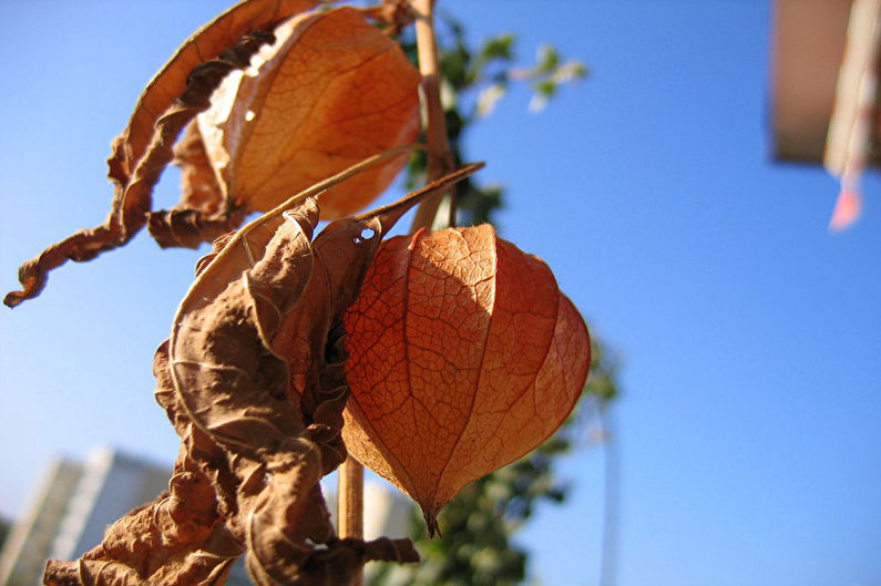 Ongedierte en ziekten van de physalis