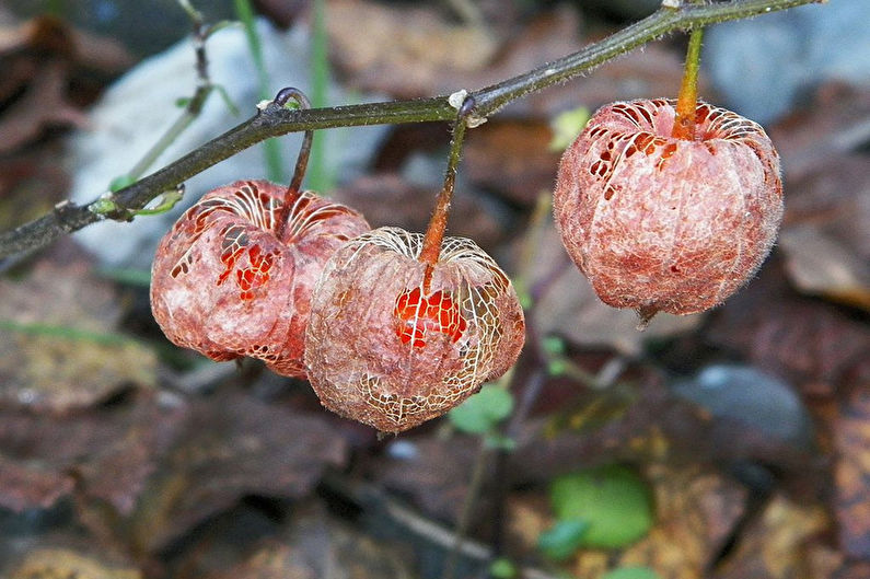 Pests and diseases of the physalis