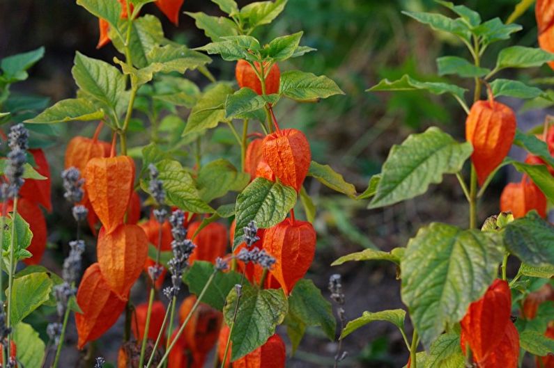 Kako presaditi physalis