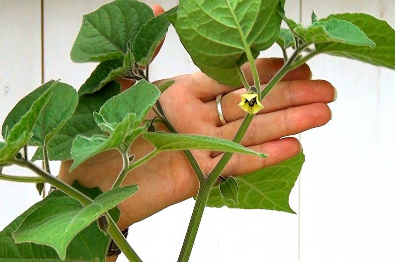 Comment transplanter physalis