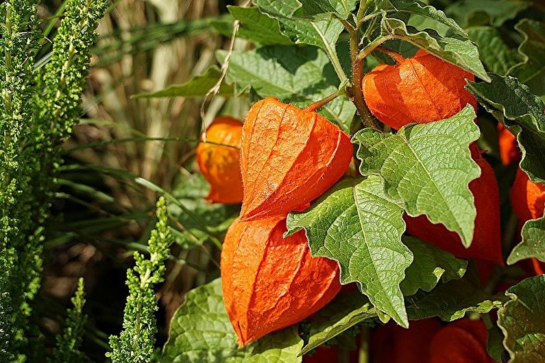 Propagación de Physalis por semillas.