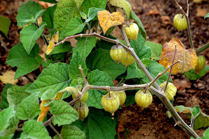 Physalis pavairošana ar sēklām