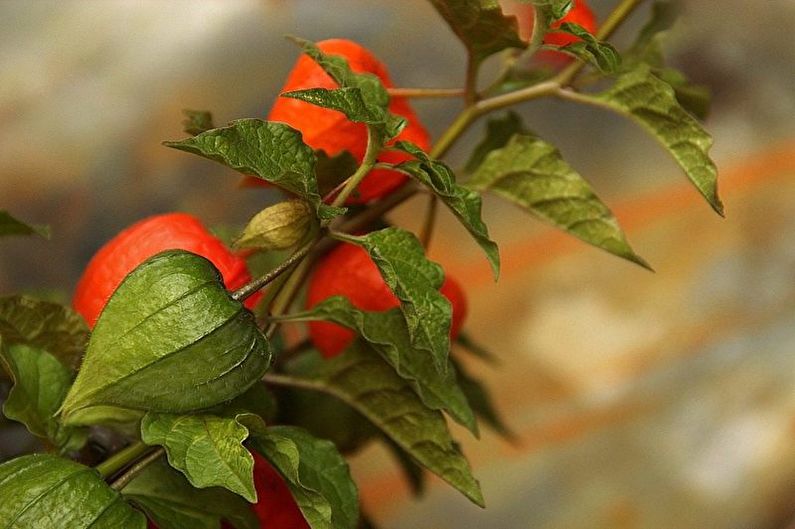 Voortplanting van physalis door de laterale processen