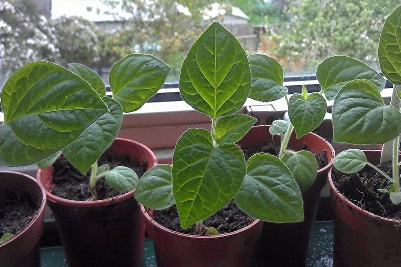 Propagation de physalis par boutures