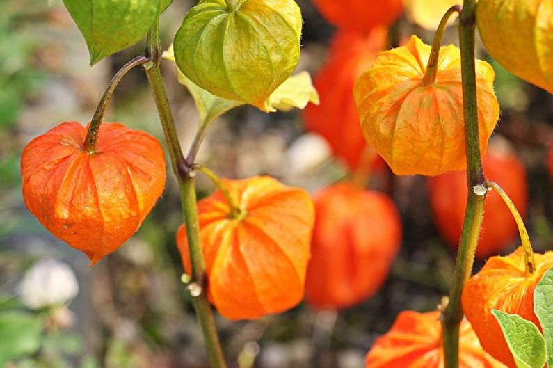 Voortplanting van physalis door stekken